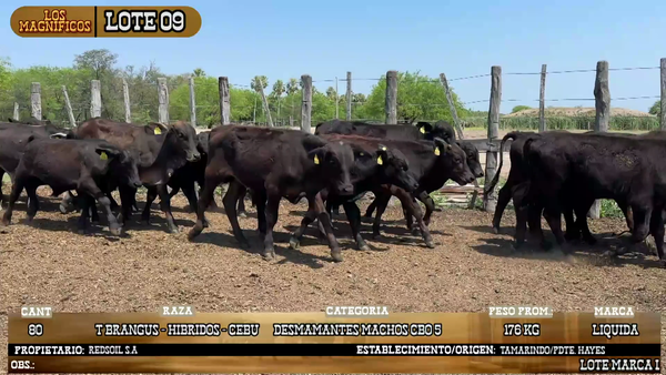 Lote LOTE 9