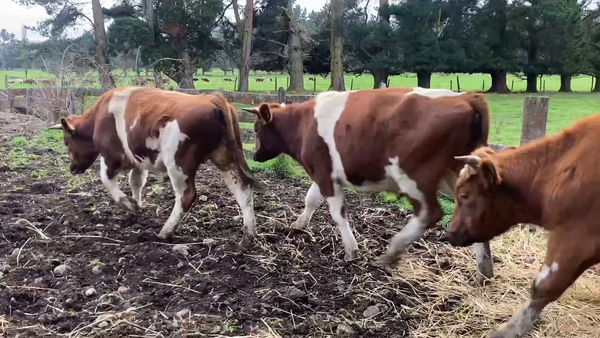 Lote 46 Novillo Engorda en Los Muermos, X Región Los Lagos