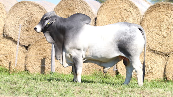 Lote LOTE 50