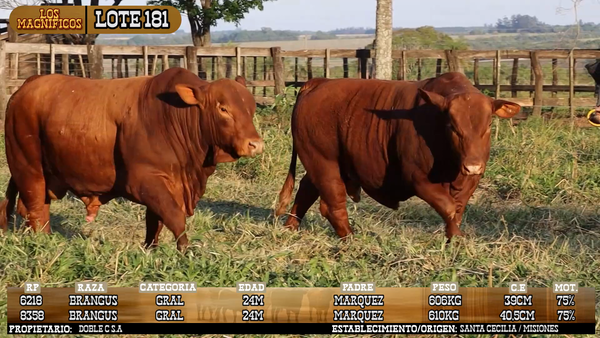 Lote LOTE 181 - VIVO
