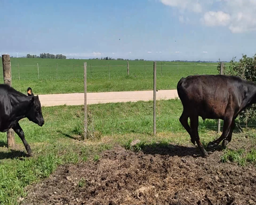 Lote 5 Terneros AA X HO 246kg - , Colonia