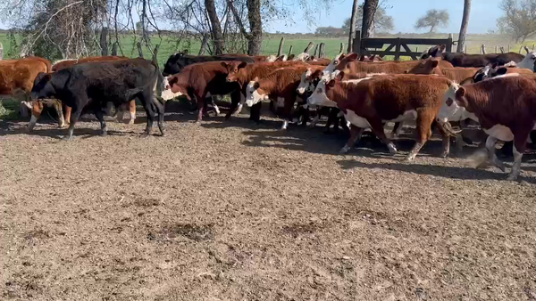Lote 85 Terneros/as en Maciá, Entre Ríos