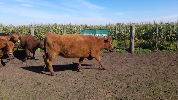 Lote 22 Vacas Nuevas PÑ en Laprida