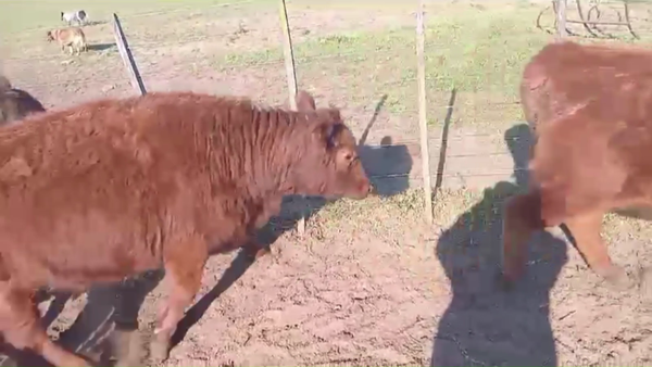 Lote 91 TERNS. HEMBRAS, PIROVANO, BS. AS.