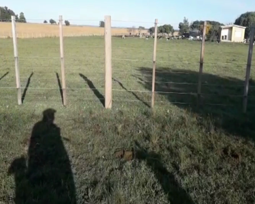 Lote Vaquillonas Preñadas