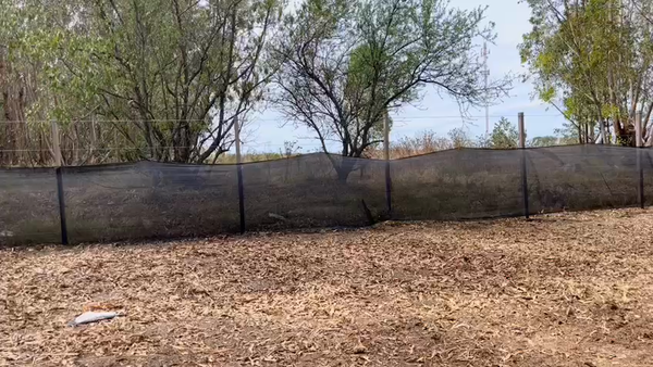 Lote NOVILLOS 1 a 2 AÑOS