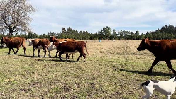 Lote VACAS DE INVERNADA