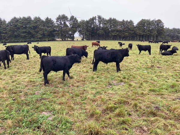 Lote 120 Ternero en Puerto Varas, X Región Los Lagos