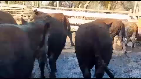 Lote 45 Novillo Gordo en Yerbas Buenas, VII  Región Maule