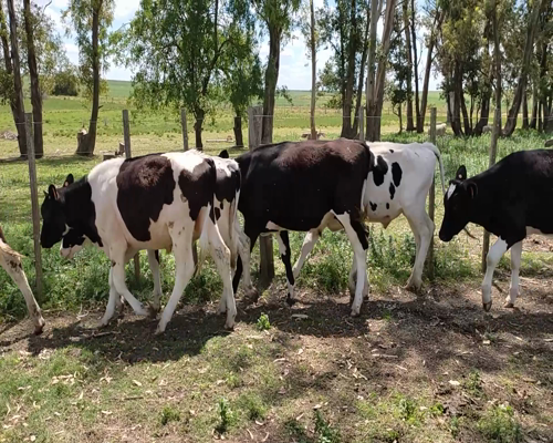 Lote (Vendido)10 Terneros 9 HO,  1 KIWI 198kg - , Soriano