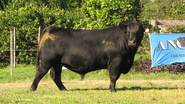 Lote CABAÑA COEMBOTÁ: RP 611