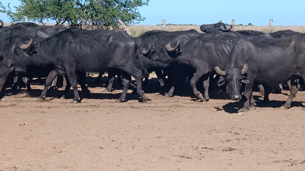 Lote 30 Búfalas
