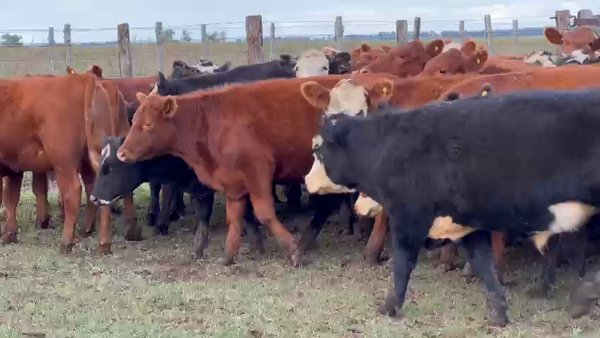 Lote 60 Novillitos en Dolores, Buenos Aires