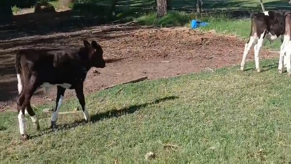 Lote 10  Terneros Holando Argentino en Sunchales, Santa Fe