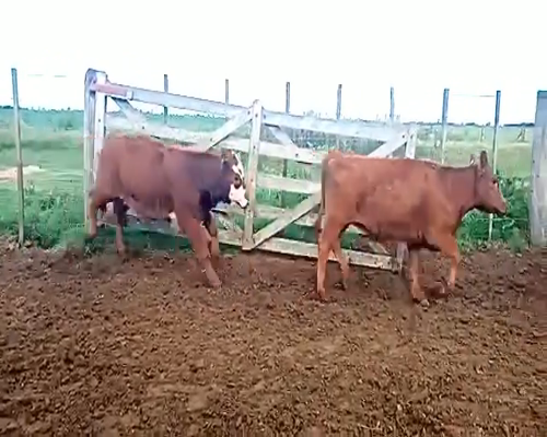 Lote 28 Terneras en Santa Maria, Córdoba