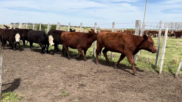 Lote VAQUILLONAS 1 A 2 AÑOS