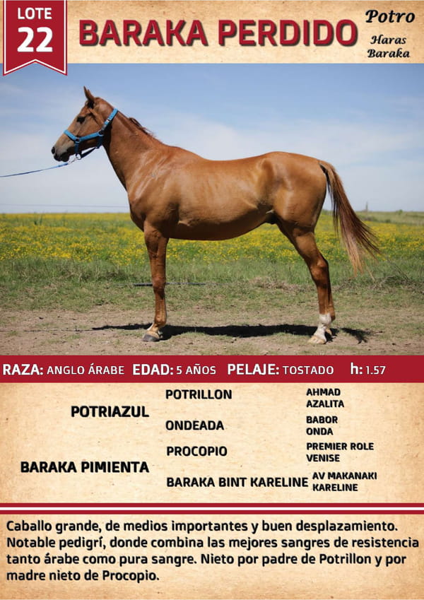 Lote BARAKA PERDIDO