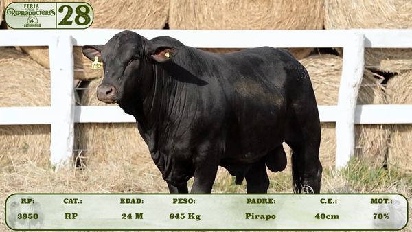 Lote LOTE 28
