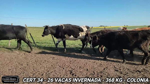 Lote 26 Vacas de Invernada en Colonia