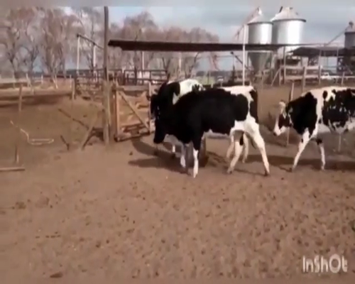 Lote VAQUILLONAS P/ENTORAR Y TERNERAS