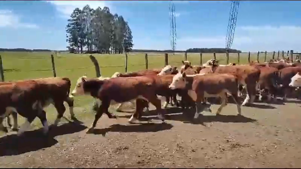 Lote 76 Terneros en Entre Ríos, Concordia