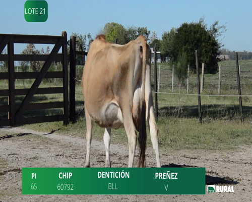 Lote VACA  EN PRODUCCIÓN PI