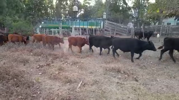 Lote 50 Terneros en Verónica, Buenos Aires