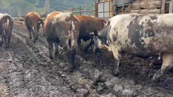 Lote 45 Novillo Gordo en Codegua, VI Región O-Higgins