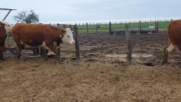 Lote 28 Vaquillonas C/ gtia de preñez en Entre Ríos, Gualeguay