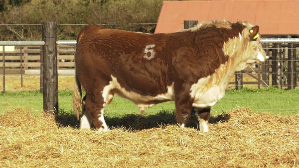 Lote TOROS P. HEREFORD PURO REGISTRADO