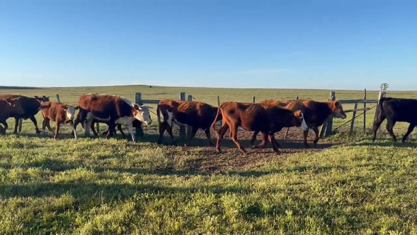 Lote Vacas de Invernada