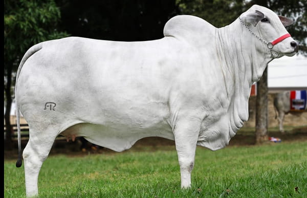 Lote LOTE 40