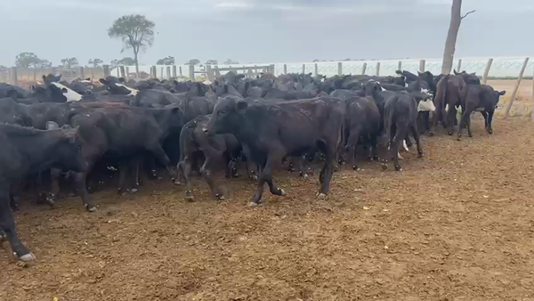 Lote 200 Vaquillonas en Bandera, Santiago del Estero