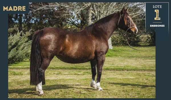 Lote ÍNDIO DO BOEIRO X LUNA LLENA DEL CHAMAME