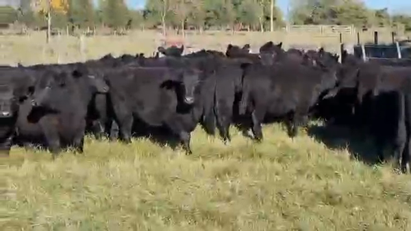 Lote 70 Terneras en Dolores, Buenos Aires