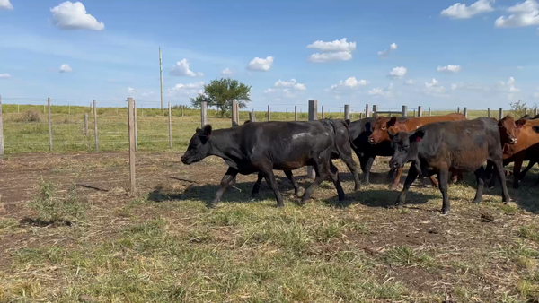 Lote 42 Vaquillonas 1 a 2 años en Cuchilla de Salto, Salto