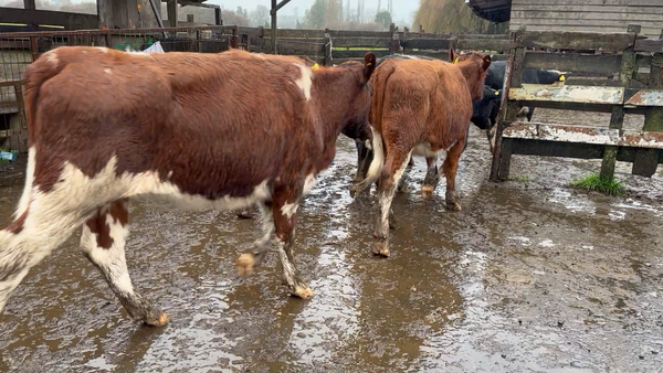 Lote 16 Vaquilla Engorda en Osorno, X Región Los Lagos
