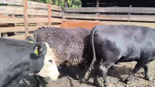  20 Novillo Gordo en Los Ángeles, VIII Región Biobío