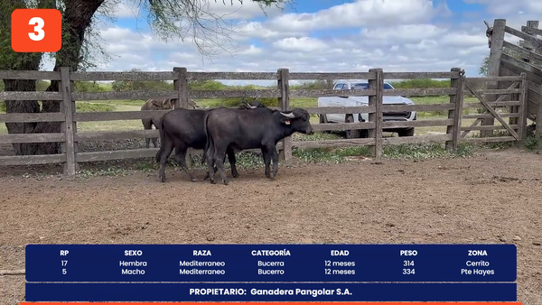 Lote LOTE 3