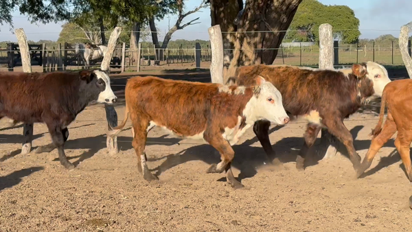 Lote 83 Terneros/as en Corrientes, San Roque