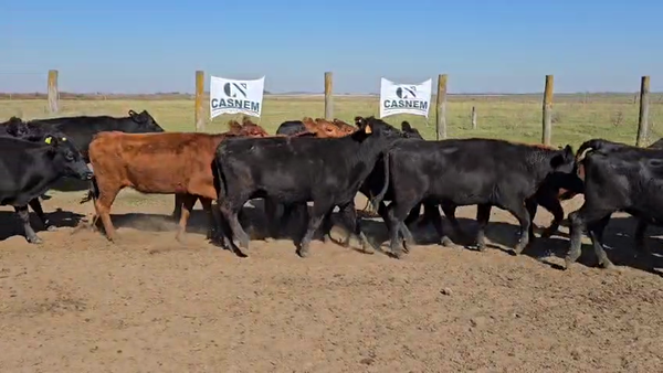 Lote 58 Vacas nuevas C/ gtia de preñez en Córdoba, La Carlota