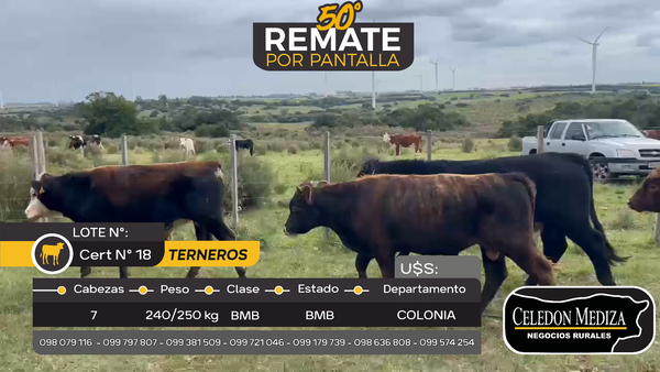 Lote 7 Terneros en Artilleros, Colonia