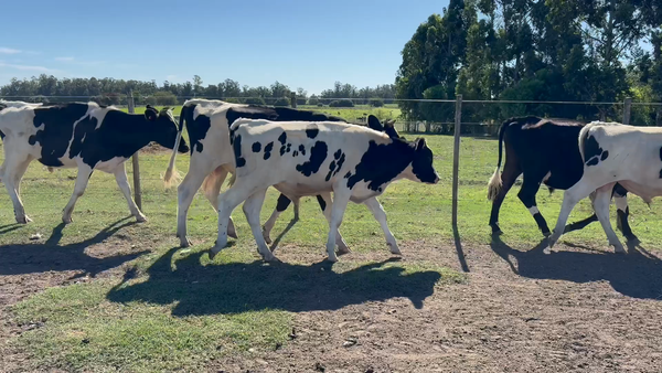 Lote NOVILLOS 1 a 2 AÑOS