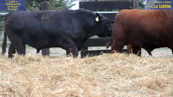 Lote TOROS ANGUS PUROS DE PEDIGREE