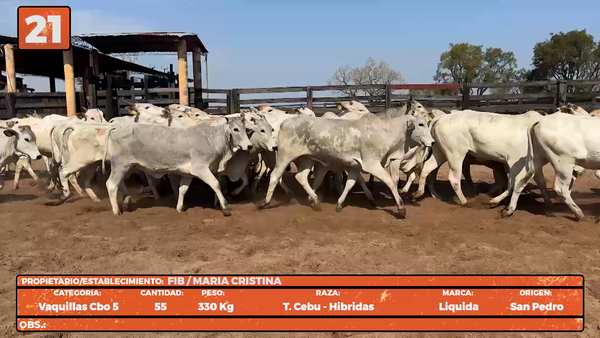 Lote LOTE 21