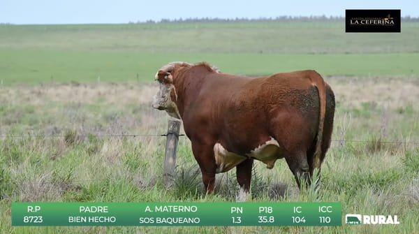 Lote Polled Hereford de La Ceferina