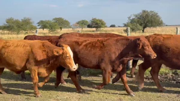 Lote 63 Novillos en Corrientes, Mercedes