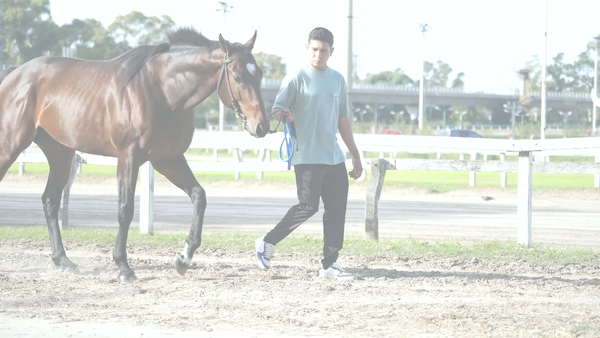 Lote MARIO EL BELLO (DADDY LONG LEGS -  LA BELLA MARIA) En DESCANSO