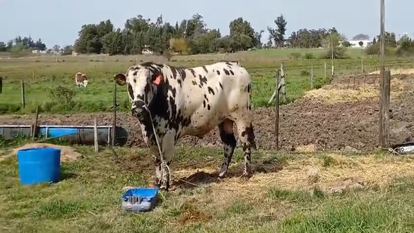 Lote TORO PI NORMANDO en RUTA 45 - LIBERTAD