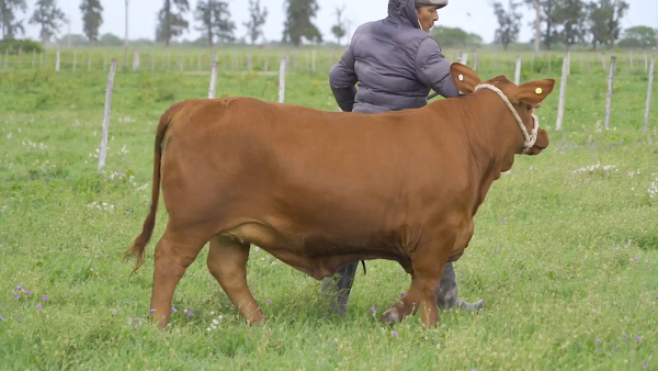 Lote TERNERA BRANGUS